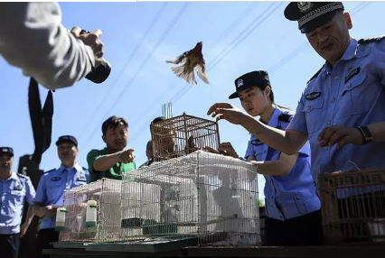 保護(hù)候鳥|躍迪移動警務(wù)室——北京首個濕地移動森林警務(wù)執(zhí)法站
